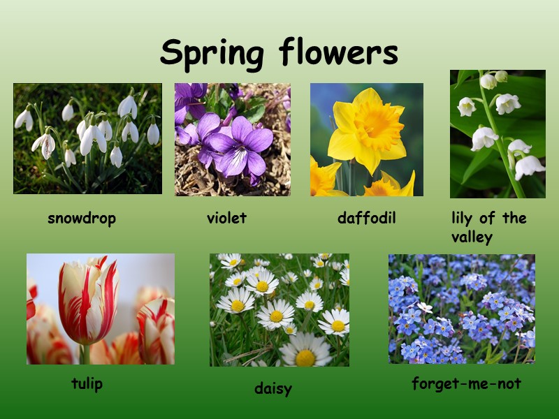 Spring flowers  snowdrop violet daffodil lily of the valley tulip daisy forget-me-not